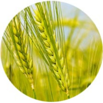 image of product سیستم اتوماسیون و کنترل واحد های کشاورزی